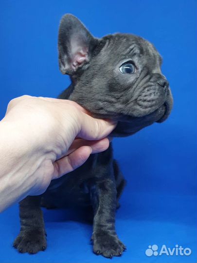 Французский бульдог голубые щенки