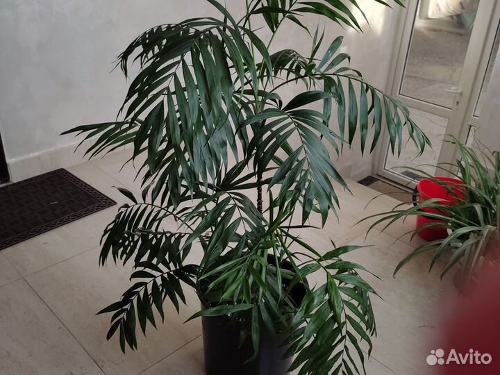 Комнатные растения цветок Хамедорея