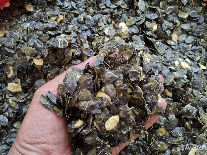 Настоящее тыквенное масло хол-го отжима с бочонка