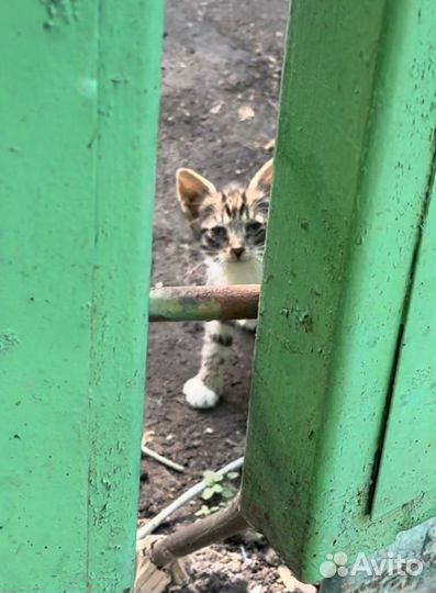 Котята нуждаются в доме и лечении