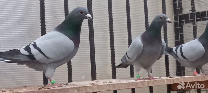 Голуби