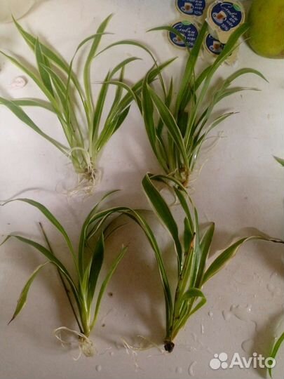 Хлорофитум