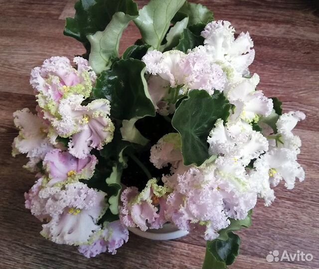 Комнатные домашние растения