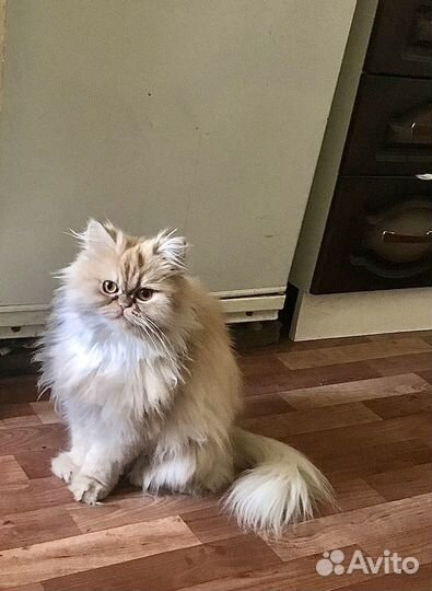 Кошечка Злата в добрые руки