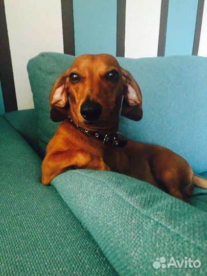 Такса вязка девочка