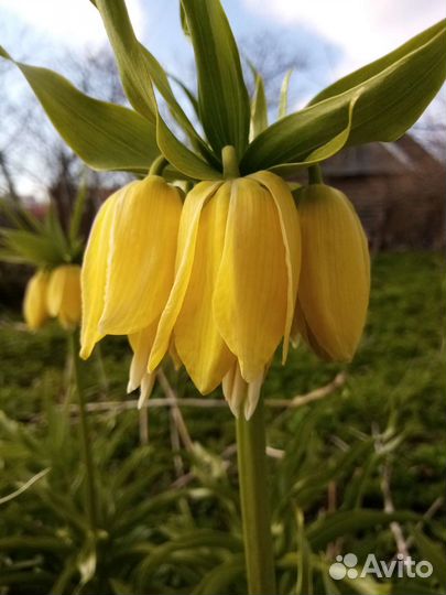 Рябчик императорский