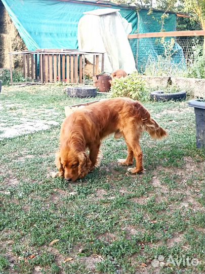 Русский спаниель, вязка