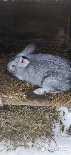 Кролики разных пород