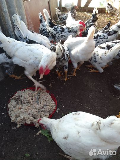 Петухи леггорн далматинец