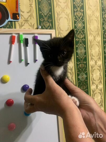 Котенок