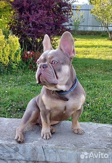 Французский бульдог кобель вязка