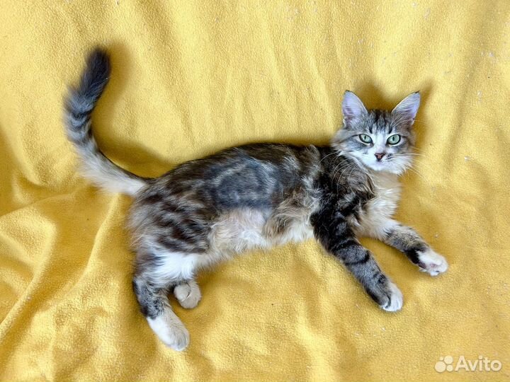 Кошка-подросток в добрые руки