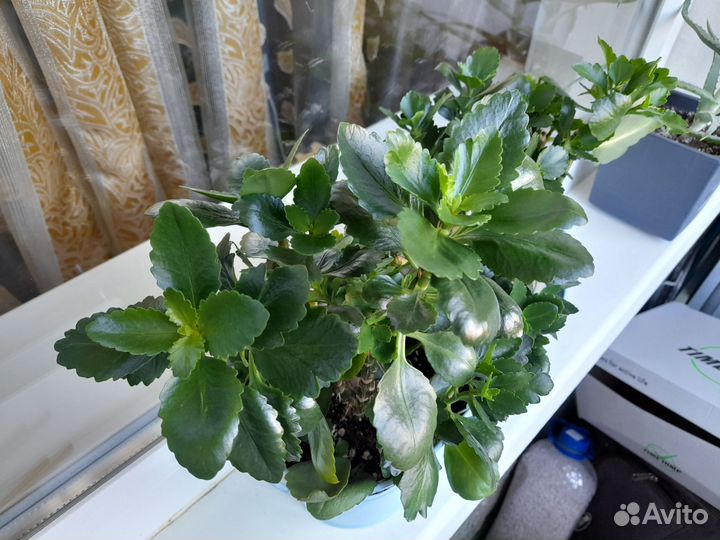 Растение, каланхоэ