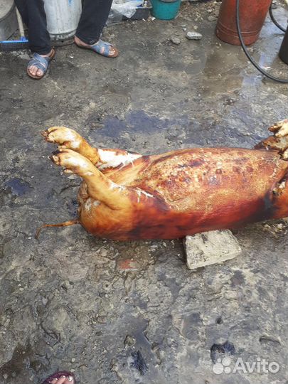 Деревенское мясо свинины