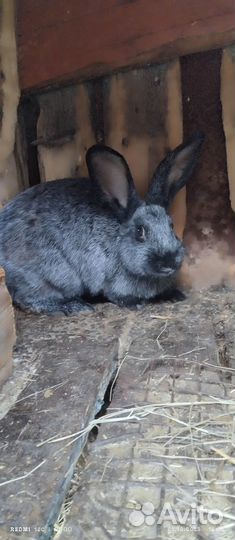 Продам кроликов