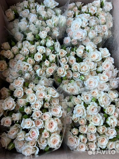 Кустовые розы оптом