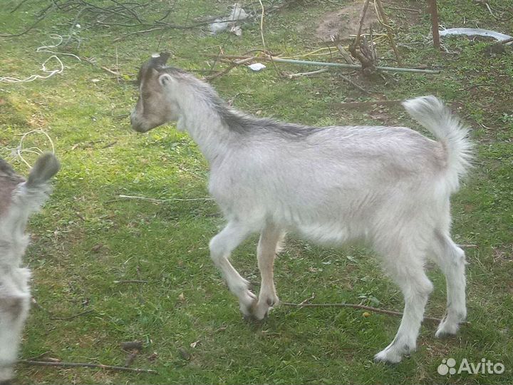 Козы и козлята ламанча