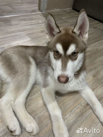 Щенки хаски