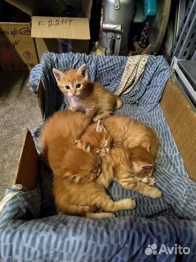 Котята в добрые руки