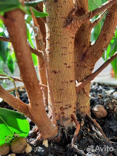 Фикус бенджамина регедан