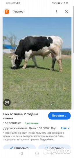 2 быка на племя