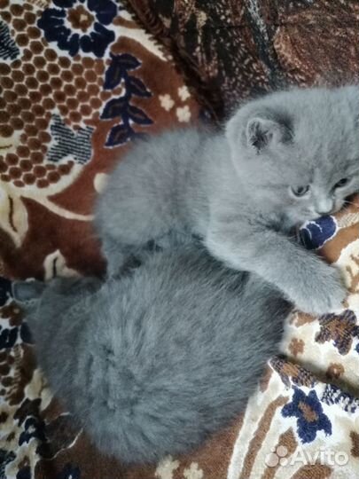 Британская