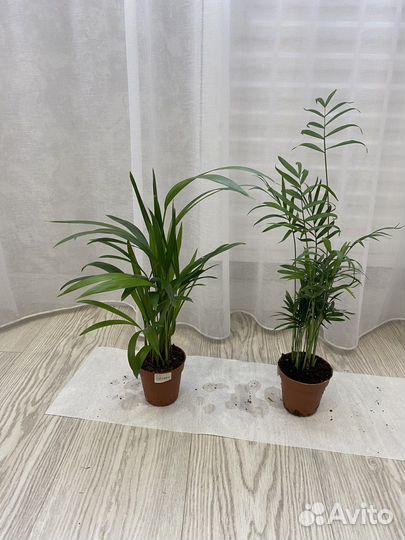 Комнатные цветы растения