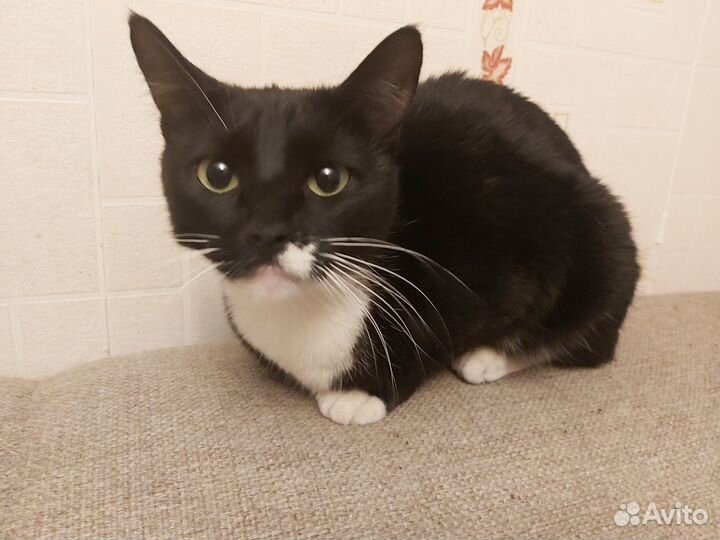 Выбросили кошку, отдам в добрые руки