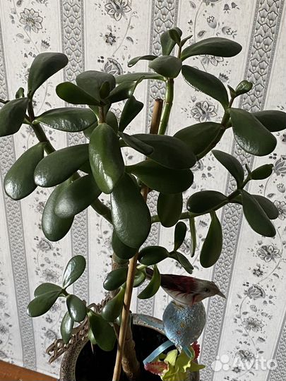 Толстянка (денежное дерево, живое дерево)