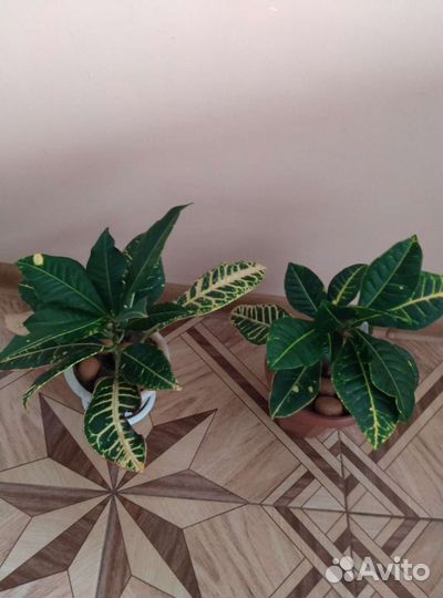 Цветы комнатные