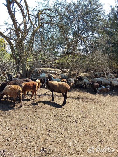 Овцы бараны