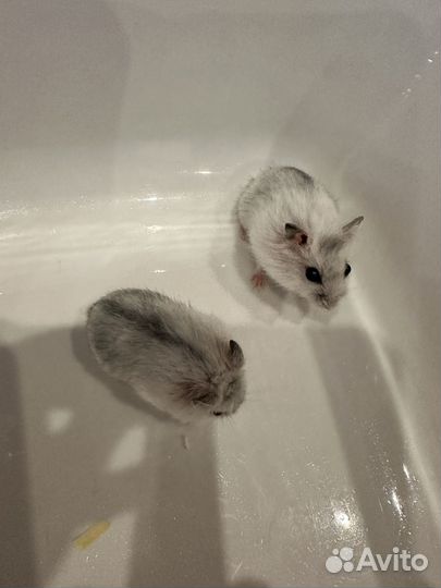 Джунгарский хомяк бесплатно