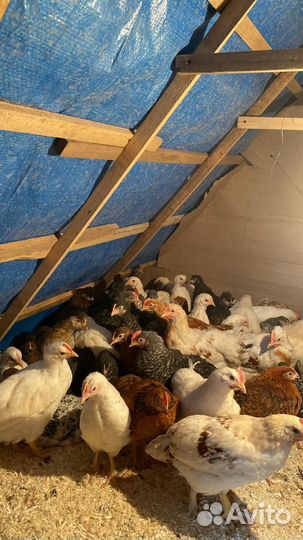 Цыплята 2-х месячные