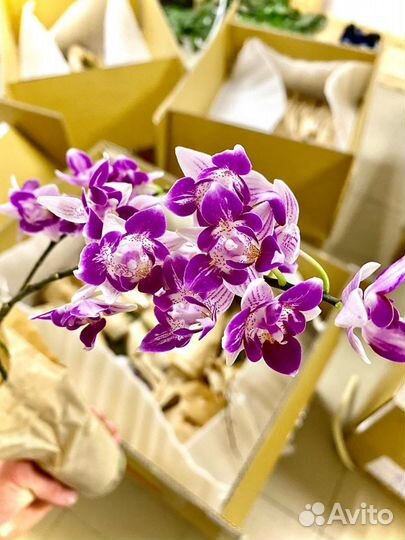 Неповторимые азиатские орхидеи от Miki Orchid