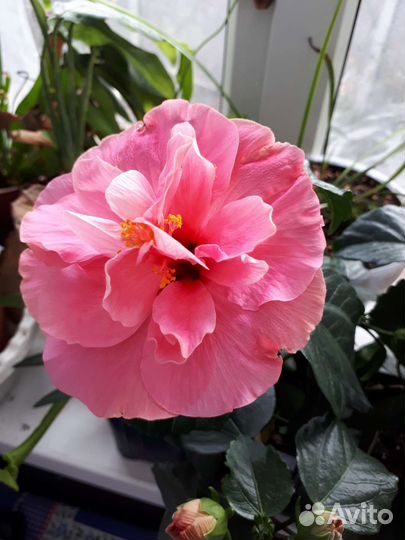 Гибискус и не только