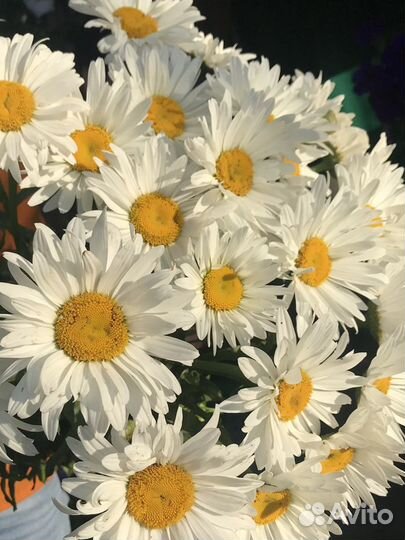 Букет из 101 ромашки