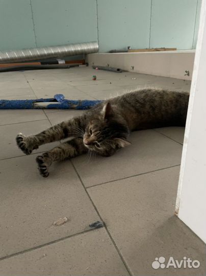 Кошечка в добрые руки