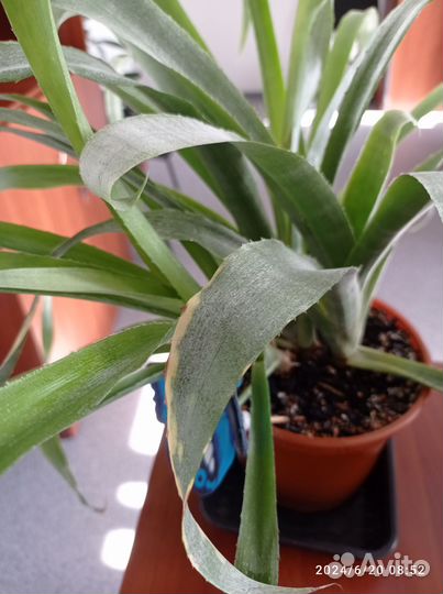 Бильбергия