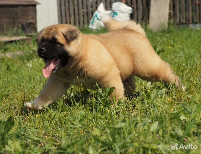 Щенки американской акиты