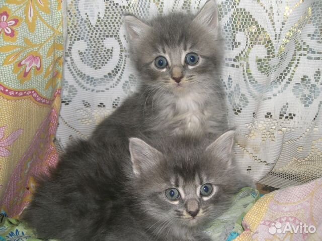 Маленькая Пушинка- пущистая серая девочка 1.5 мес