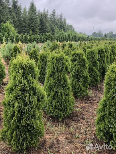 Туя Брабант 1,5 м с посадкой