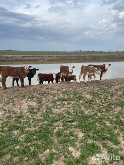 Коровы с телятами