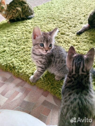 Бенгальская кошка