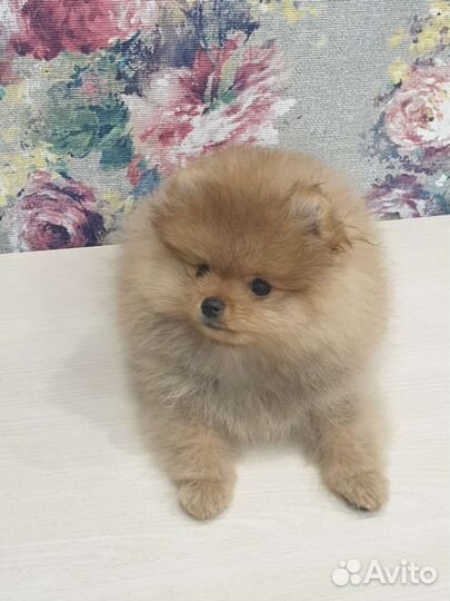 Померанский шпиц