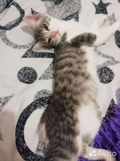 Кошка в добрые руки