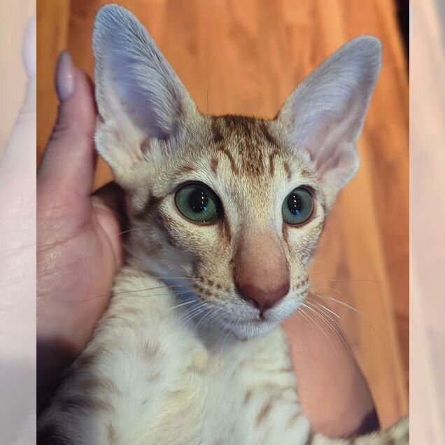 Ориентальный котёнок