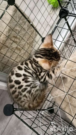 Бенгальская