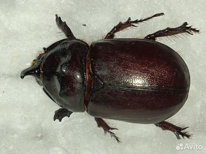 Жуки для расправки/коллекционирования