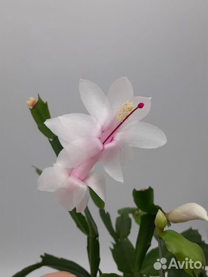 Декабрист белый и розовый