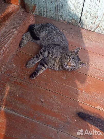 Котята мальчики 1 мес